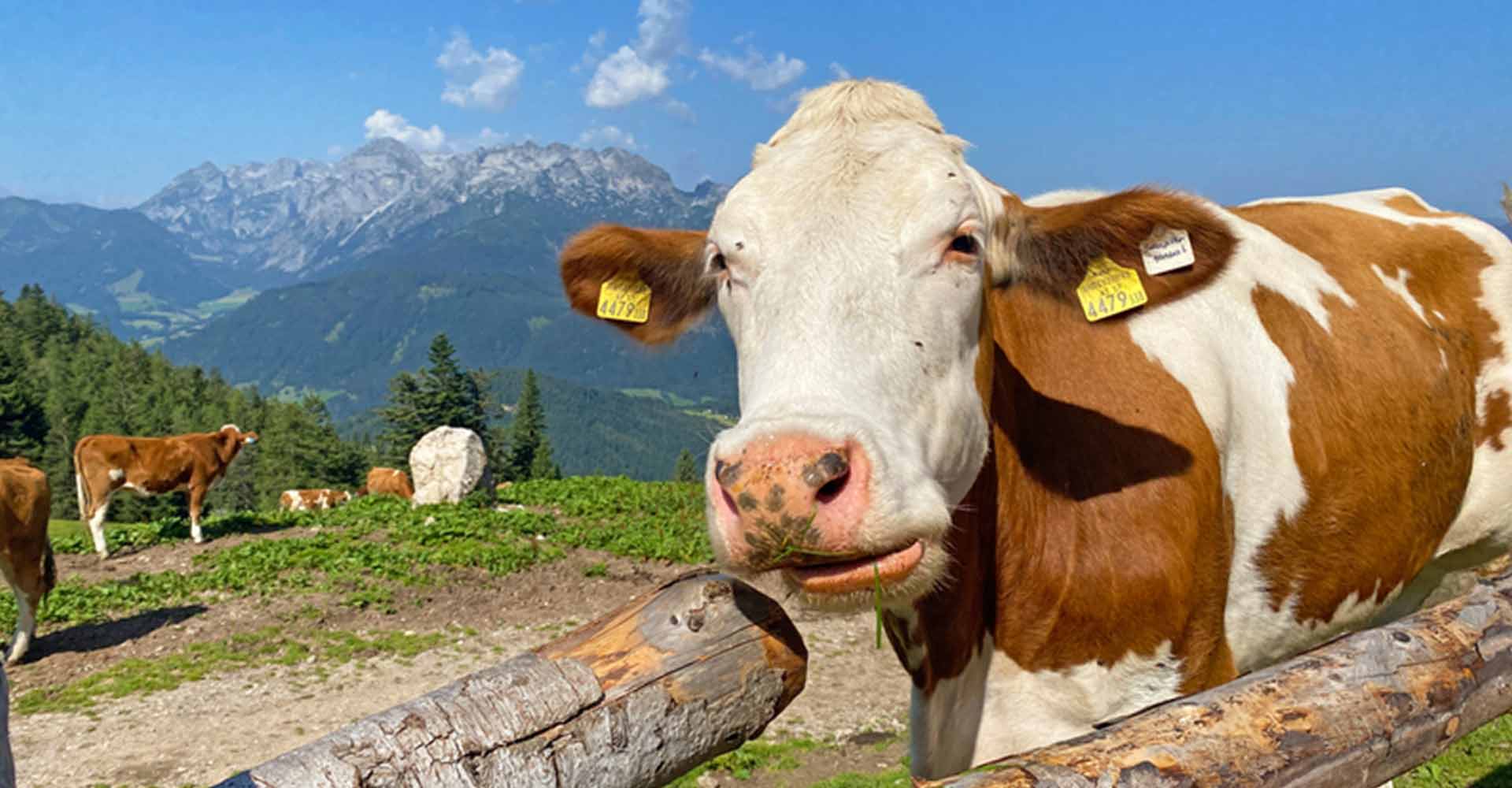 Tour Dachstein